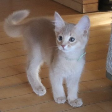 ソマリ【愛媛県・女の子・2023年6月28日・フォーン】の写真「幼名：シエル」