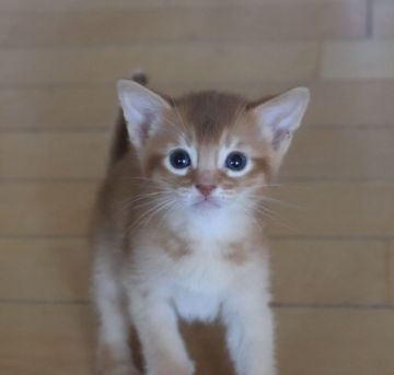 アビシニアン【愛媛県・男の子・2022年4月5日・レッド】の写真「幼名：スコッチ」