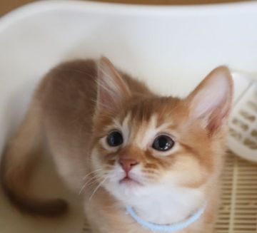 ソマリ【愛媛県・男の子・2021年12月13日・レッド】の写真「幼名：抹茶」