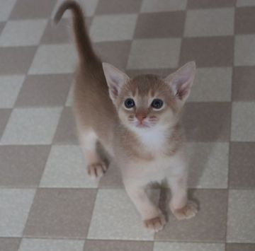 アビシニアン【愛媛県・女の子・2022年1月6日・フォーン】の写真「幼名　」