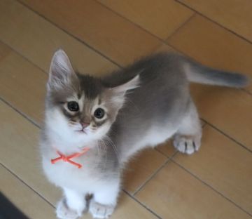 ソマリ【愛媛県・女の子・2022年4月8日・ブルー】の写真「幼名：ラムちゃん♪」