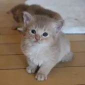 ソマリ【愛媛県・女の子・2020年9月25日・フォーン】の写真2「10/25の様子」