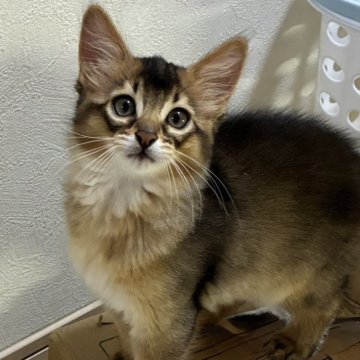 ソマリ【愛媛県・男の子・2025年3月26日・ルディ】の写真「幼名：かんぺい」