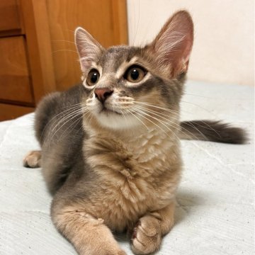 ソマリ【愛媛県・男の子・2025年3月26日・ブルー】の写真「幼名：しらぬい」