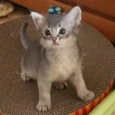 ソマリ