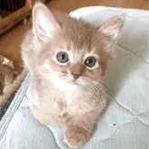ソマリ