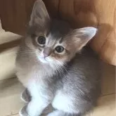 ソマリ