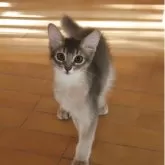 ソマリ