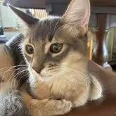 ソマリ
