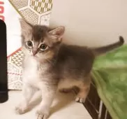 ソマリ【愛媛県・男の子・2025年3月26日・ブルー】の写真2