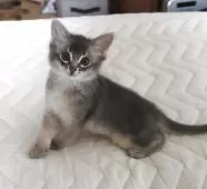 ソマリ【愛媛県・男の子・2025年3月26日・ブルー】の写真4