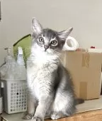 ソマリ【愛媛県・男の子・2025年3月26日・ブルー】の写真5