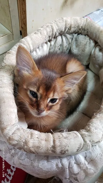 ID：2008-00160の子猫