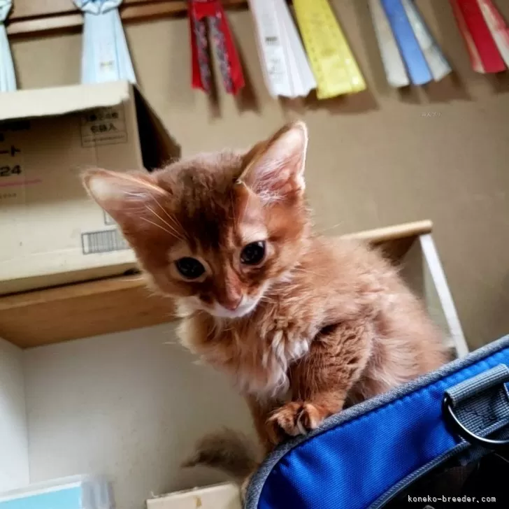 ID：2409-00821の子猫