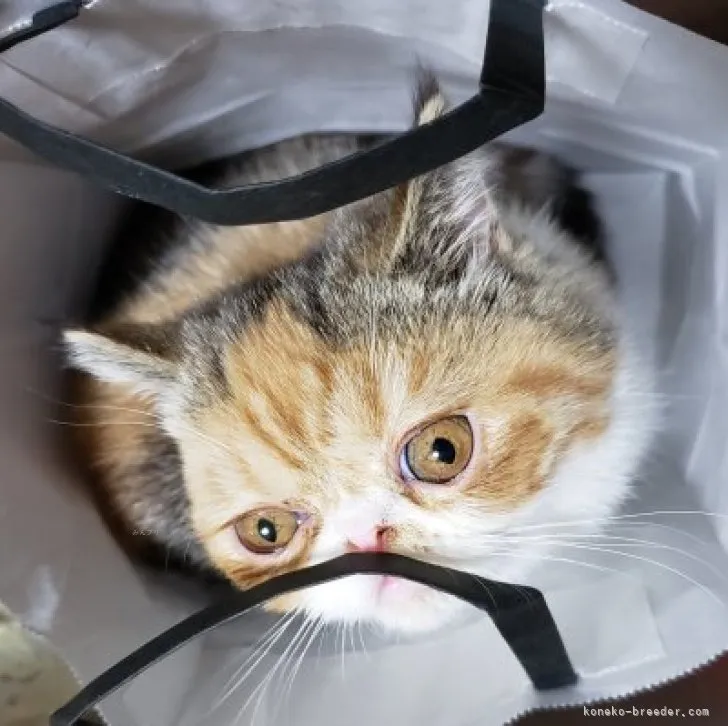 ID：2310-02494の子猫