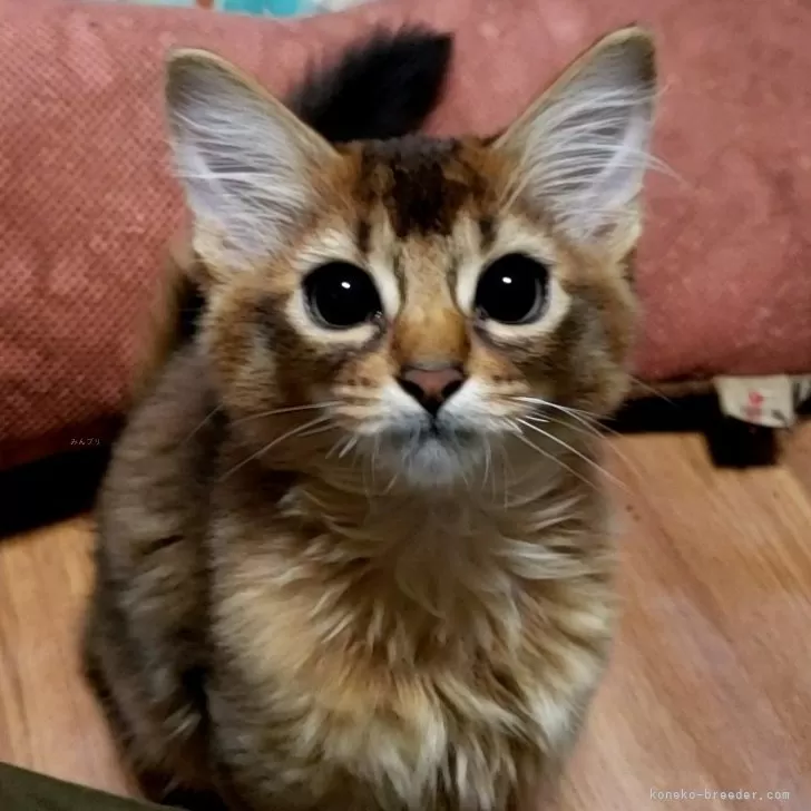 ID：2409-01027の子猫