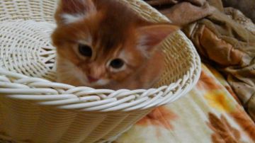 ソマリ【神奈川県・男の子・2018年2月22日・レッド（ロング）】の写真「お耳の華やかな男の子です。ショーに興味のある方に。」