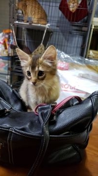 ソマリ【神奈川県・男の子・2018年8月29日・ルディ（ロング）】の写真「甘ったれの男の子です。」