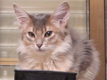 ソマリ【神奈川県・女の子・2012年9月20日・ブルー（ロング）】の写真「」