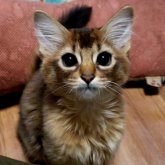 ソマリ