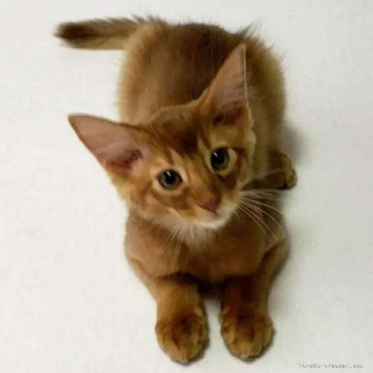 ID:2206-01656の子猫