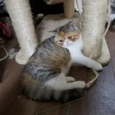 エキゾチックショートヘア【神奈川県・女の子・2023年7月16日・ブラウンパッチドタビー&ホワイト】の写真3「甘ったれで人の膝が大好きです。爪とぎも使い方を覚えました。」