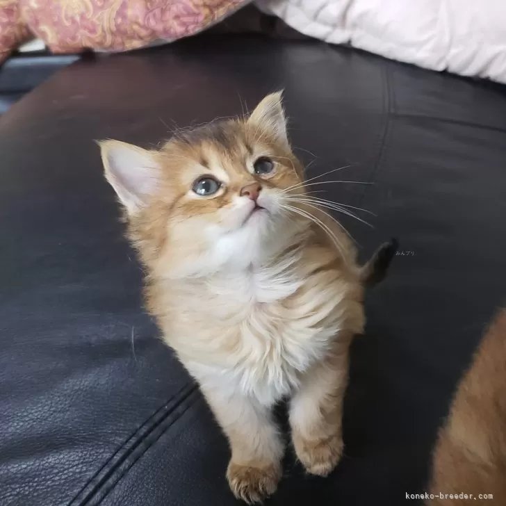 ID:2504-00962の子猫