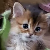 ソマリ