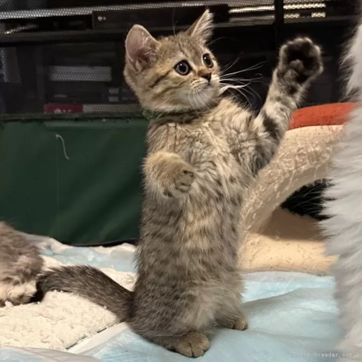 テテ 様のお迎えした子猫