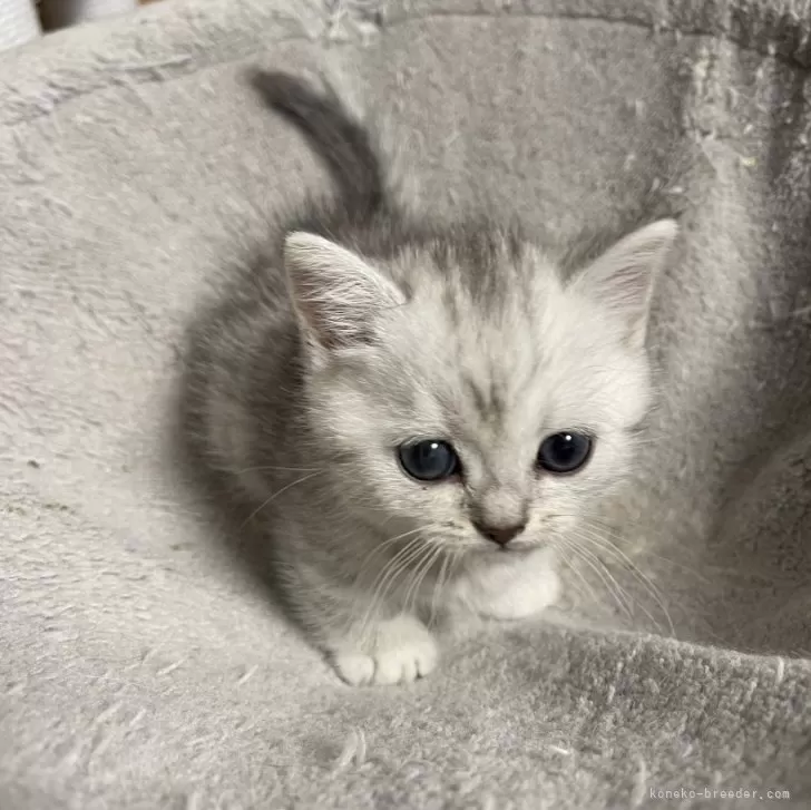 みゆき 様のお迎えした子猫