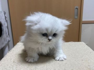 ペルシャ(チンチラ)【愛知県・男の子・2022年3月16日・チンチラシルバー】の写真「離乳食とトイレ訓練始めたよ！」