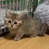 ミヌエット(短足)【愛知県・女の子・2023年12月6日・ブラウンタビー】の写真1「1/26」