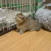 ミヌエット(短足)【愛知県・女の子・2023年12月6日・ブラウンタビー】の写真2