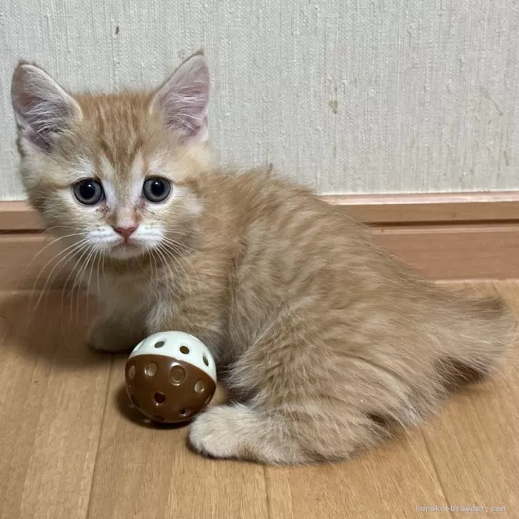 ID：2412-01154の子猫