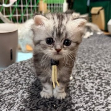 ミヌエット(長足)【愛知県・男の子・2025年9月20日・シルバータビー】の写真「クリクリおめめ」