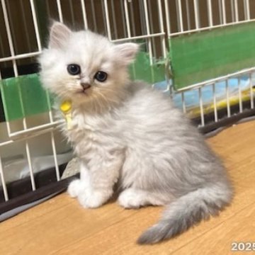 ペルシャ【愛知県・女の子・2025年9月16日・チンチラシルバー（ふわふわもふもふ）】の写真「ふわふわ、もっふもふ」