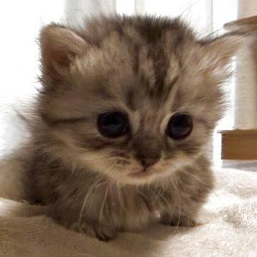 ミヌエット(短足)【愛知県・女の子・2025年9月20日・シルバータビー（ふわふわ綿毛（中毛））】の写真「まん丸お顔、クリクリおめめ、しゃこたん」