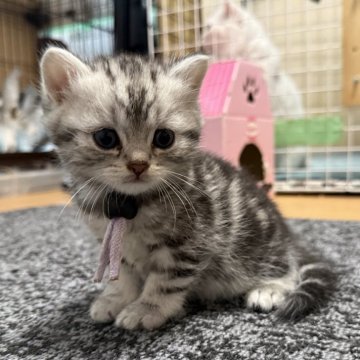 ミヌエット(長足)【愛知県・男の子・2025年9月20日・シルバータビー（ふわふわな綿毛（中毛））】の写真「まん丸お顔、クリクリおめめ」