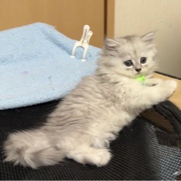 ペルシャ【愛知県・男の子・2025年9月16日・チンチラシルバー（ふわふわもっふもふ）】の写真「11/20掲載終了」