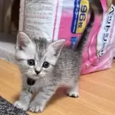 ミヌエット(長足)
