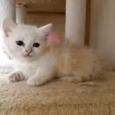 ミヌエット(短足)