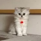 ペルシャ【愛知県・女の子・2025年9月16日・チンチラシルバー】の写真2