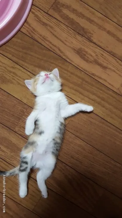 ID：1801-00612の子猫