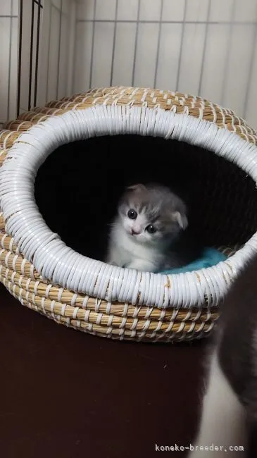 meipapa 様のお迎えした子猫