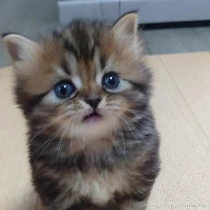 ID：2209-02184の子猫