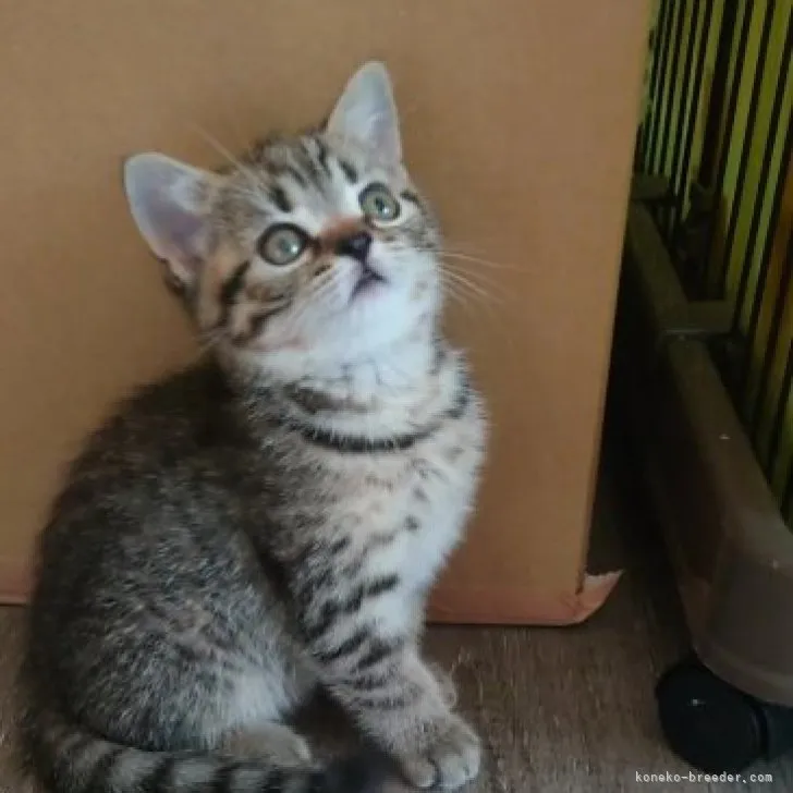 チップ 様のお迎えした子猫