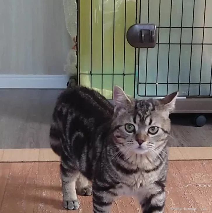 ID：2405-00847の子猫