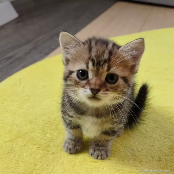 ID:2409-01865の子猫