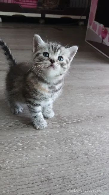 ID:2105-01280の子猫