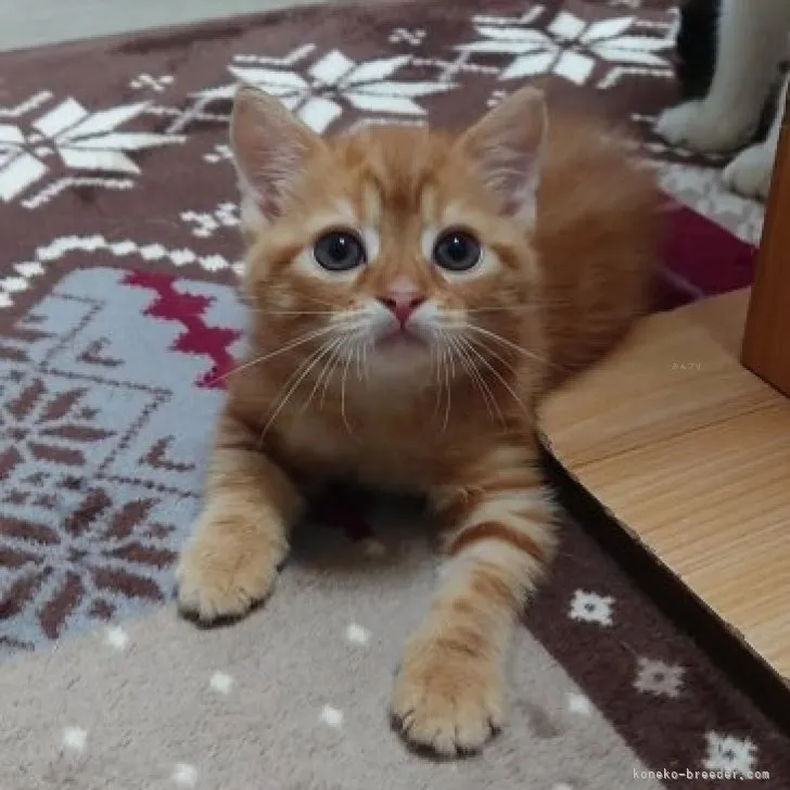 ID:2311-00604の子猫